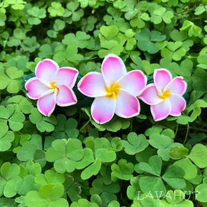 Frangipani Plumeria Hair Clip